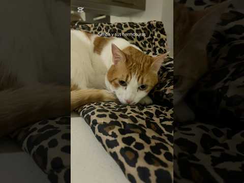 Dejo mi parca olvidada en la cocina y simba encuentra una nueva camita para acurrucarse 🫶🤩🐈 #cat