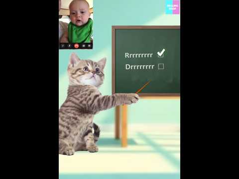 Flawless lesson/완벽한 레슨 #cat #cute
