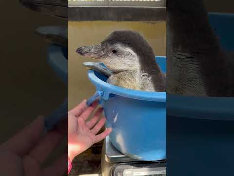 猫の動画サムネイル - 4/15ふ化🐣フンボルトペンギン生後60日目