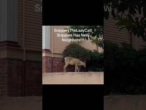 SnippersTheLazyCat! Snippers Has New Neighbors!!! #fun#friends#nature#deer#cute#neighbors