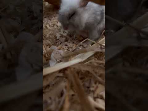 #hamster #cuteshorts #pets