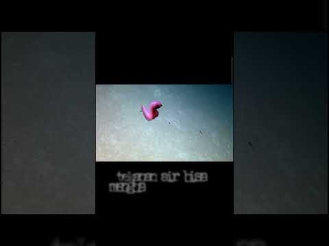 misteri lautan🌊🌊 #misteri #faktaunik #lautan