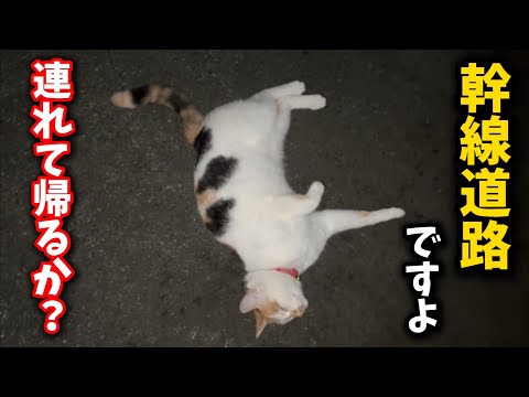 幹線道路に放し飼いされた猫と保護の実情 サムネイル