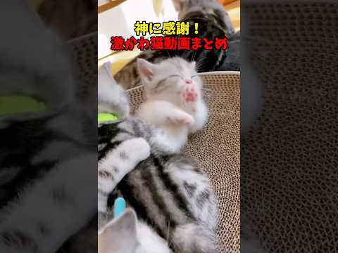 猫の動画サムネイル - 神様、サンキュー🔥 #猫 #cat #cats #cute