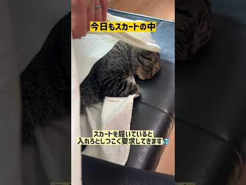 今日もスカートの中には・・・ #保護猫 #ととまる #cat