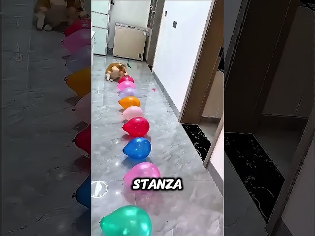 Aiutalo a vincere il suo cioccolato 🥹