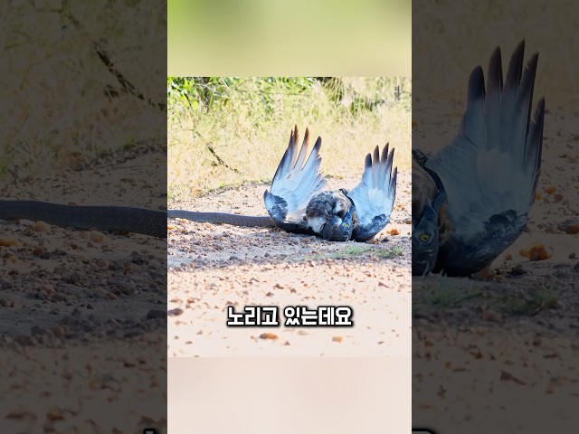 붙잡힌 독수리, 기다렸습니다
