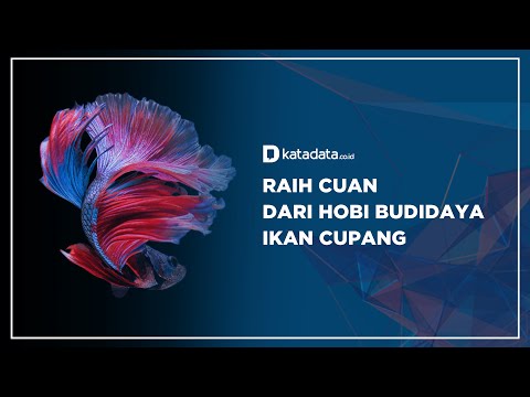 Raih Cuan dari Hobi Ikan Cupang | Katadata Indonesia