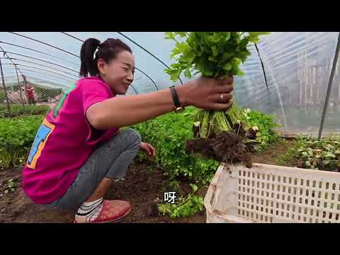 栽菜苗咯 咱家秋天饭店里全靠它么了 希望可以快点收获 #栽秧子 #农村生活日常 #三农 #饭店后厨