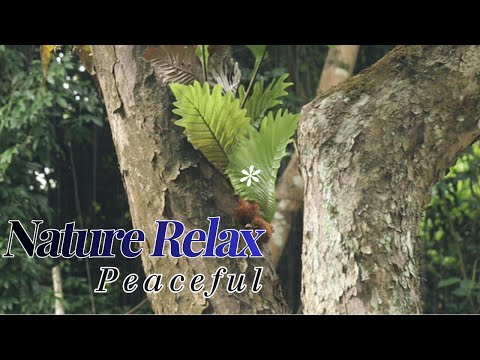 Rainy natural peaceful for relaxing and calm Eps110