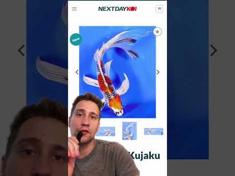 Crystal's Picks_ Tancho Sanke Koi, Oranda Goldfish This week's Crystal's Picks include a Met Gala-ready Ryukin Goldfish, an icy-looking Doitsu Soragoi,