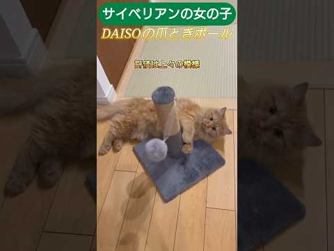 100均の爪とぎポールを猫様に買ってみた　サイベリアン女の子 #cat #しゃむねこ #ねこ # #猫のいる生活 #ネコムート #猫のいる暮らし #にゃんグラム #スコティッシュフォールド #子ネコ