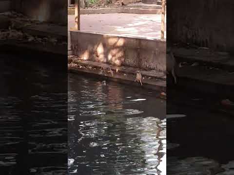 Monkeys are playing in the water | #viral | #trending | #shorts |