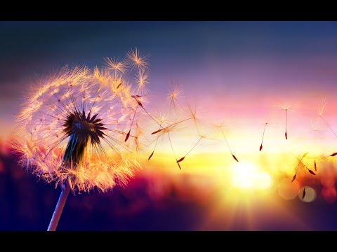 3 HOURS Best Relaxing Music | Piano + Flute | Study - Sleep - Meditation - Yoga - Relaxation - Spa