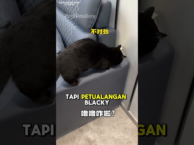 Blacky Bikin Babu Jadi Sultan #shorts #kucing