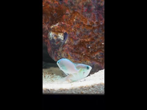 Coming this Monday to Diver's Den at 5pm CST! Coming this Monday to Diver's Den at 5pm CST!
#liveaquaria #diversden #wysiwyg #fishkeepers #fishtok