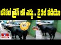 Bull travels in a local train, video shocks netizens