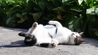 動画サムネイル