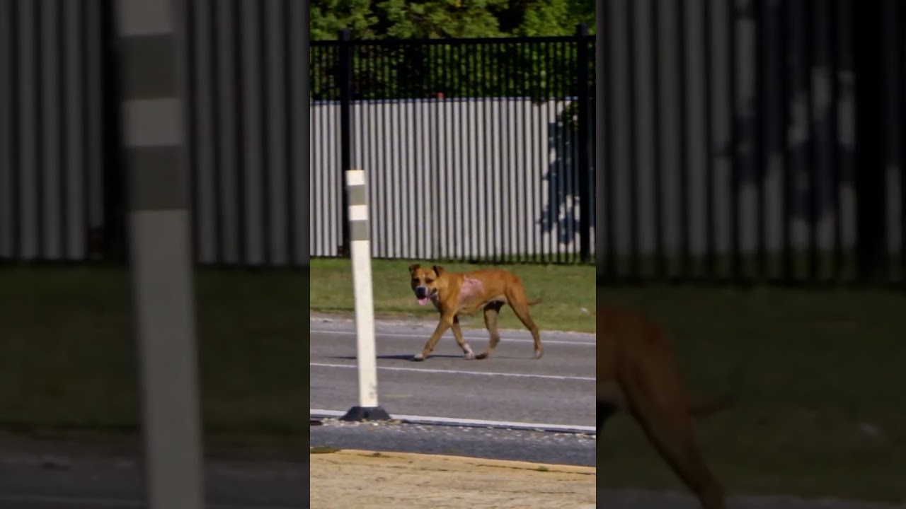 Dog RUNS Across HIGHWAY During Rescue | Pit Bulls and Parolees | Animal Planet