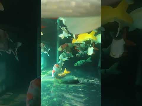 Koi Aquarium side view.  #koi #aquarium #aquariumfish