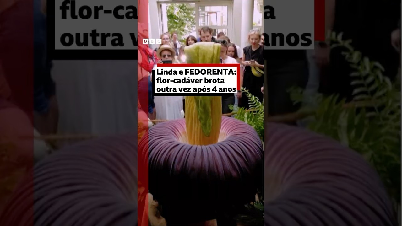 Flor com cheiro de morte que atrai multidões floresce após 4 anos