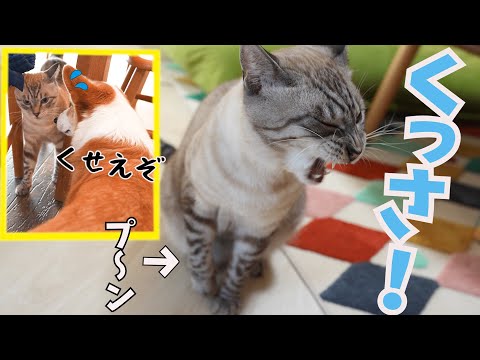 【悲報】カメ虫にちょっかい出した猫の末路が悲惨すぎました