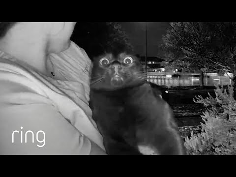 Cat has Hilarious Reaction to Ring Video Doorbell | RingTV