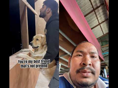 #pets #goldenretriever #cute #funny #cutedog #animation #music #duet #nizamkucinglucu #cat