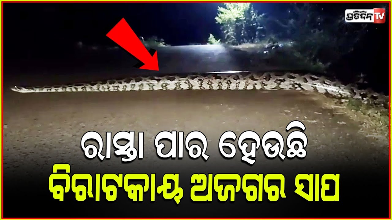 ରାସ୍ତାରେ ୧୫ ଫୁଟ୍ ଅଜଗର, ଭୟରେ ପଶିଲା ଧାନ ବିଲରେ! 15 feet python spotted and rescued in Cuttack.