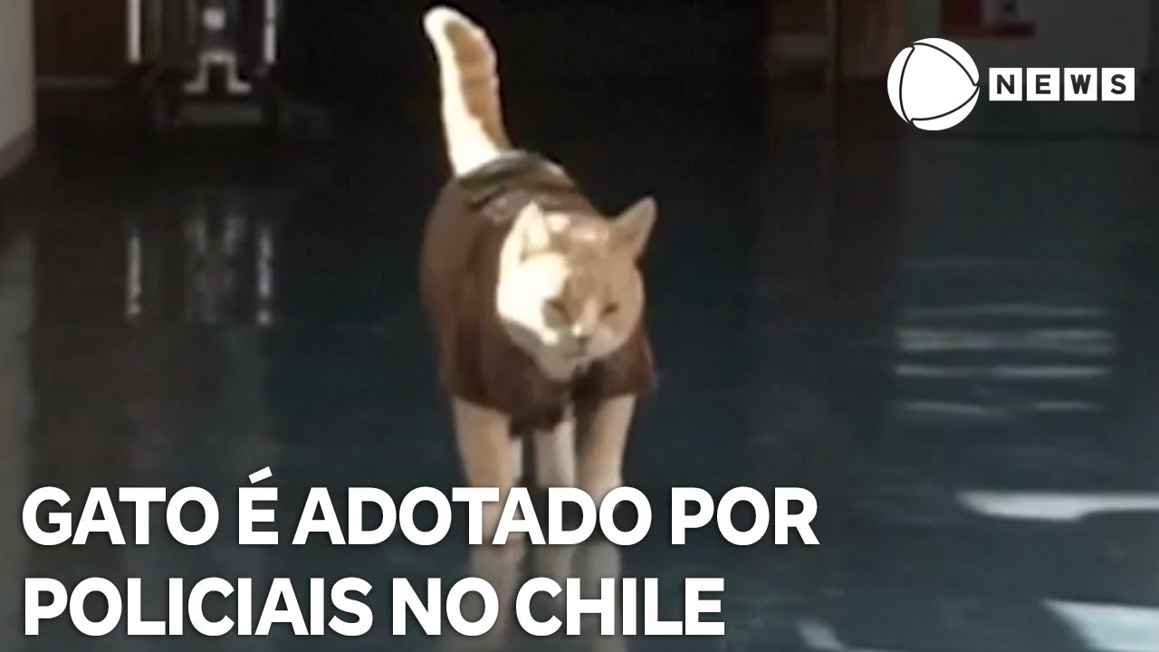Gato é adotado por policiais no Chile e ganha colete em miniatura