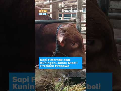 Sapi Peternak asal Kabupaten Kuningan Dibeli Presiden