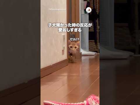 猫の戸惑う表情を楽しむ癒し動画 サムネイル