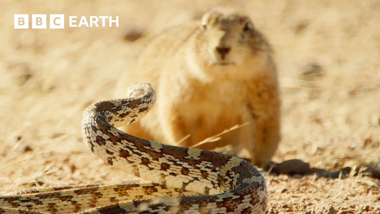 Black-tailed Prairie Dog vs Bullsnake | Wild Mexico | BBC Earth