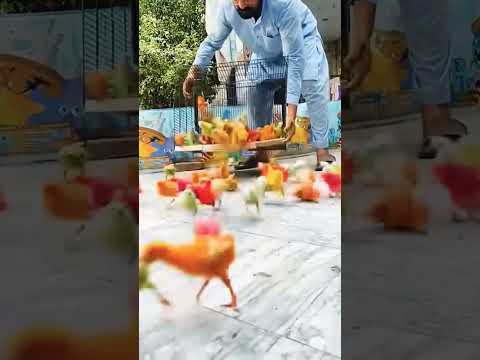 #chicks #hen #birds #chicken #chick #funny short vedio