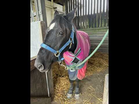 Me riding Danny the dales pony without leader or anyone holding onto the head collar trot on
