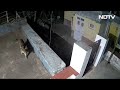 Tamil Nadu: Leopard And Bear Spotted In Yelenahalli Residential Area In Ooty  - 01:06 min - News - Video