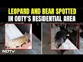 Tamil Nadu: Leopard And Bear Spotted In Yelenahalli Residential Area In Ooty