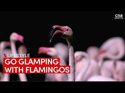 Glamping with flamingos at Jurong Bird Park