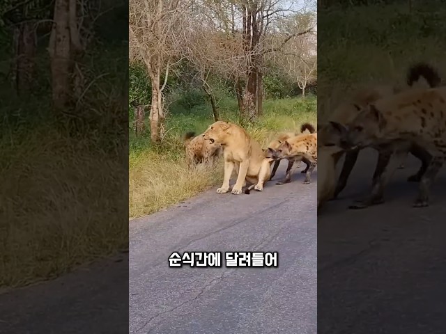 암사자를 노린 순간, 사자왕이 나타났습니다