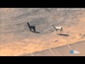 2 llamas on the loose cause social media craze