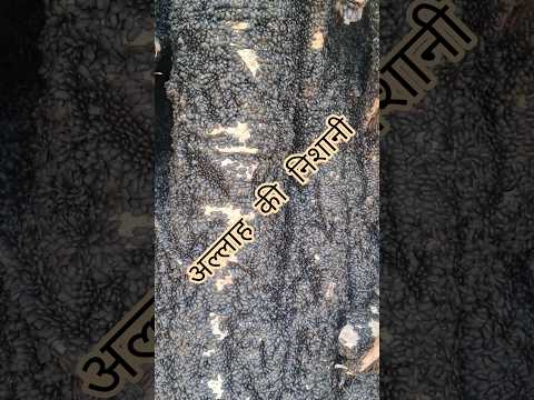 अल्लाह allah ka karishma #islamicshorts #allah #quran #nishani #kalam #jangal #ped #paudhe #pani