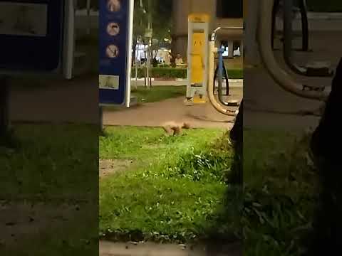 Em bé tí hon đi công viên.