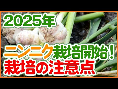 2025年ニンニク栽培スタート！今年気をつけたい注意点と品種選び・スケジュールを徹底解説！【農園ライフ】
