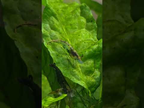 😮!  #neocaridinashrimp #pets #aquarium #fishtank #viral #shorts #cool #awesome #youtubeshorts #nice