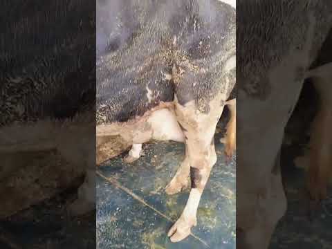 Acute fungal and bacterial mastitis in Hf cow