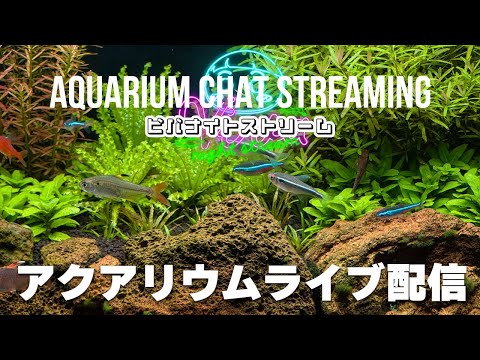 【20時配信】超美麗熱帯魚ライブ映像のアクアリウム雑談配信 【ビバアクア】 #アクアリウム
