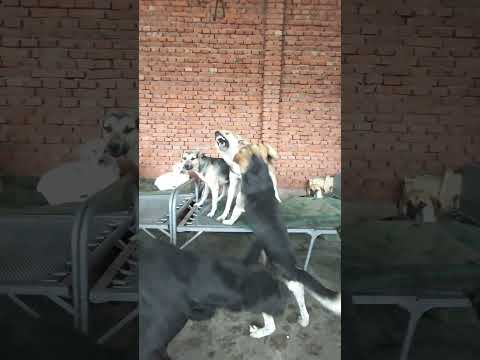 it's getting too much Chaos in the king Charles alpha dog kingdom.