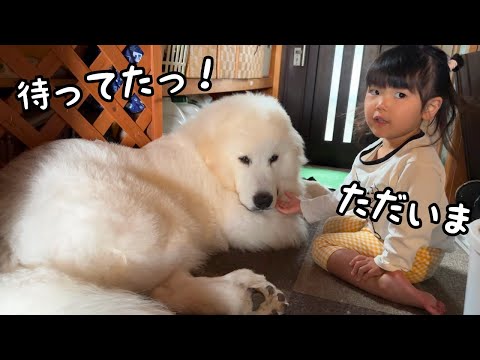 【デカ弟】3歳児が保育園に行くと寂しくて玄関で帰りを待つ子犬、いざ帰ってくると全身で甘え始めました♡|グレートピレニーズ&オールドイングリッシュシープドッグ&トイプードル