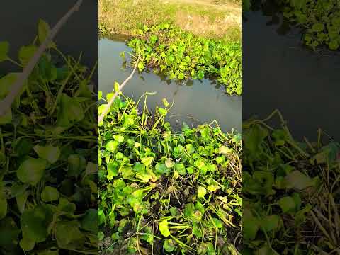 #fishing #fish #shortvideo
