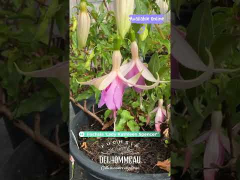🌺 Lady Kathleen Spencer : Le fuchsia ultra fleuri pour suspension 🌸✨ #fuchsiaflower #jardin
